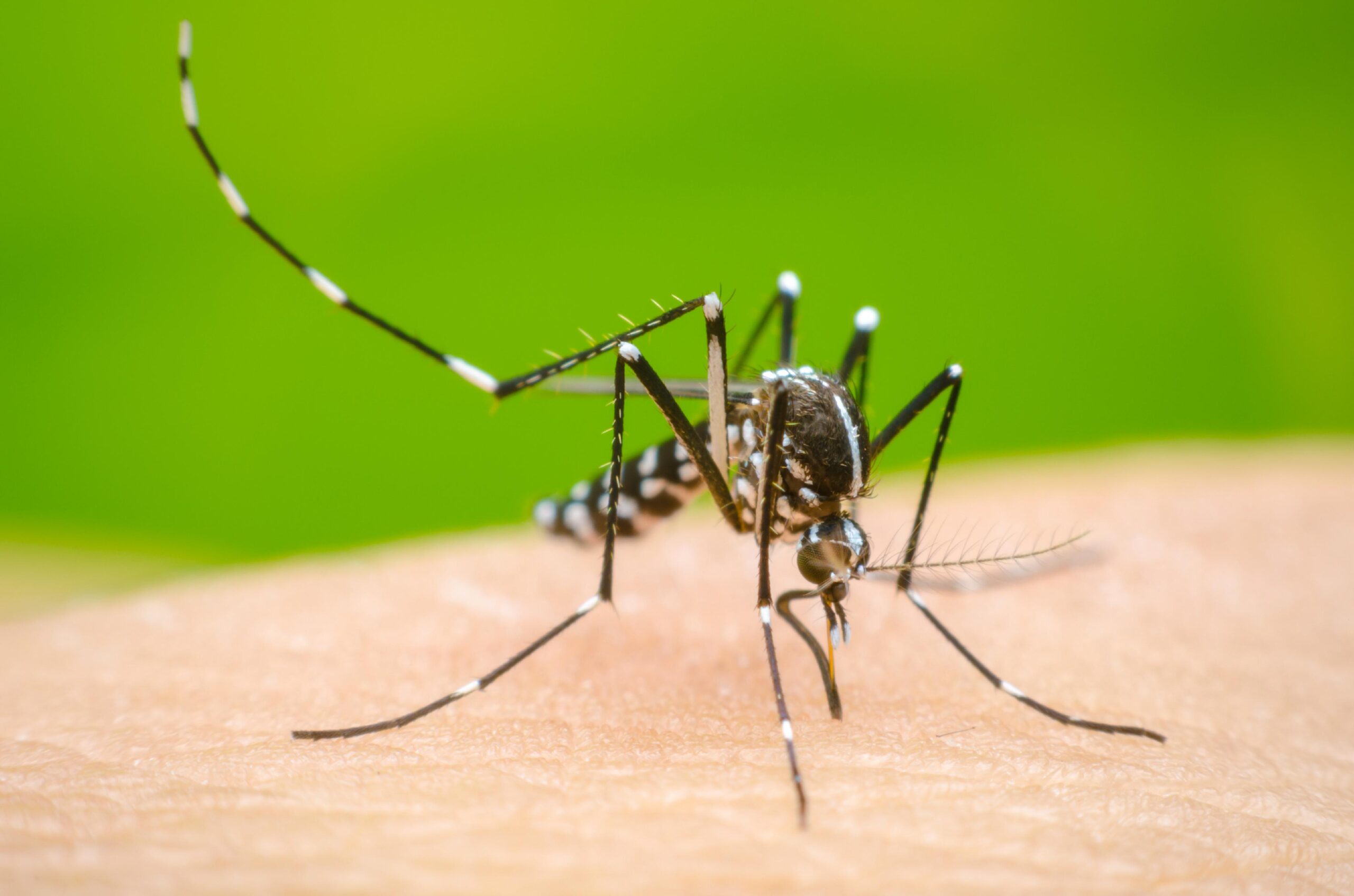 Allarme Dengue a San Giovanni Valdarno: scatta la disinfestazione straordinaria di notte. Cittadini invitati a rimanere in casa.